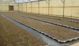 Live-Roof-1-resize.jpg